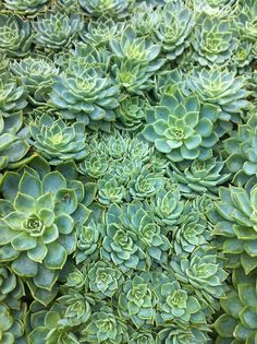 How to create positive energy in your home – by Sibilla Dengs, Williamsburg Realty