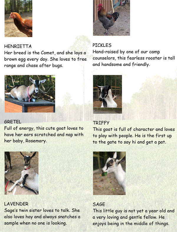 Williamsburg Farm Camp is bringing back Pen Pals with a Twist…Farm Pals!