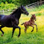 rare-breed-program-at-colonial-williamsburg