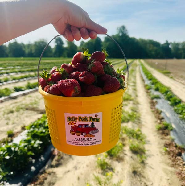 holly-fork-farm-pick