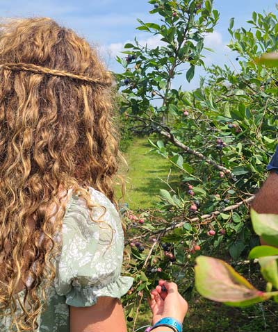 blueberry-picking-williamsburg