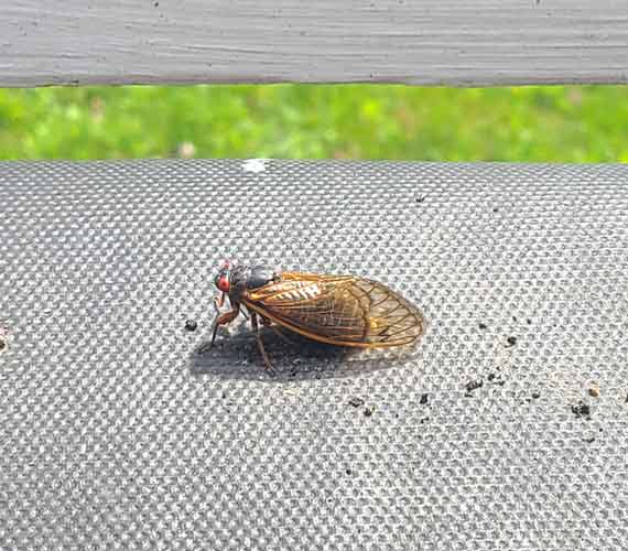 cicadas in williamsburg